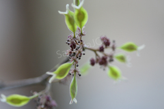 Holoptelea integrifolia